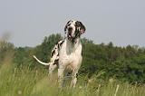 DOGUE ALLEMAND 560